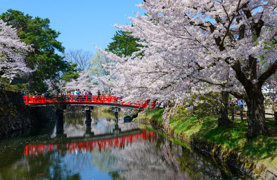 Cherry blossoms at the Hirosaki Castle Park in Hirosaki, Aomori,