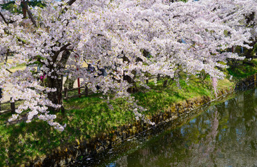 Fototapeta na wymiar Cherry blossoms at the Hirosaki Castle Park in Hirosaki, Aomori,