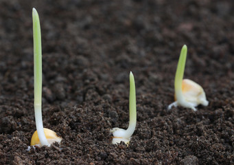 Corn germination on fertile soil