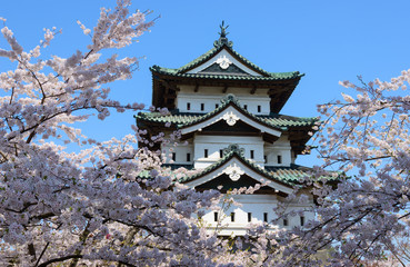 Cherry blossoms at the Hirosaki Castle Park in Hirosaki, Aomori,