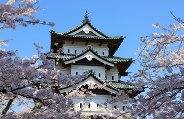 Cherry blossoms at the Hirosaki Castle Park in Hirosaki, Aomori,