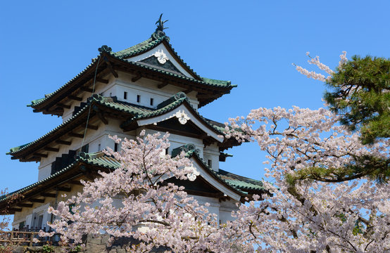 Cherry blossoms at the Hirosaki Castle Park in Hirosaki, Aomori,