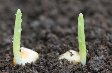 Corn germination on fertile soil