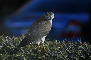 Urban wildlife - Sparrowhawk