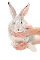 Portrait of a gray rabbit in male hands