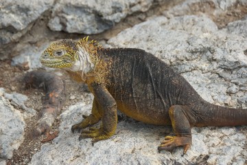 Land Iguana in Galapagos Islands