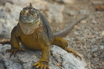 Land Iguana in Galapagos Islands