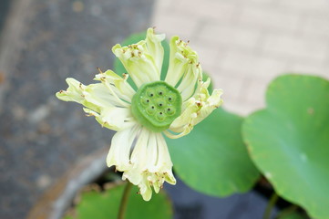 Lotus seed in pod