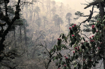 Rhododendron in forest