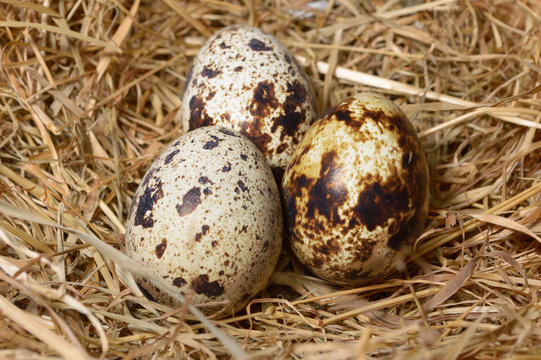 Wachteleier der gemeinen Wachtel coturnix coturnix im Nest