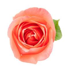 Fototapeta na wymiar on top pink rose