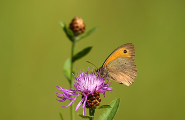 Fauna