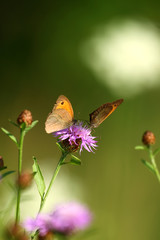 Sommerzeit
