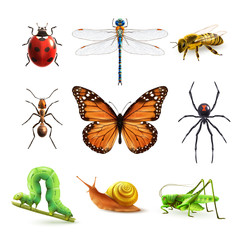 Insects realistic set - obrazy, fototapety, plakaty
