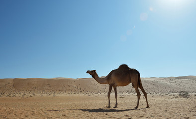 Camel in the desert