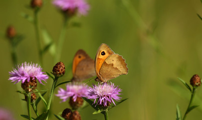 Zwei Schmetterlinge