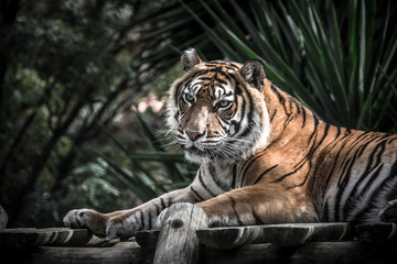 Fototapeta na wymiar Amur tiger lying on a platform of planks. Toned