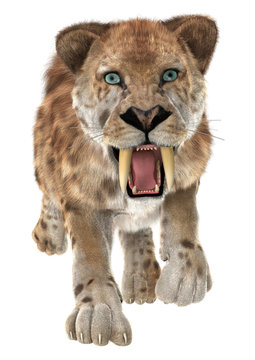 Big Cat Smilodon
