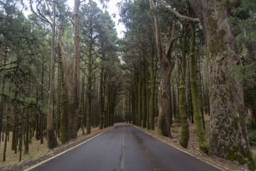 Road through a forest in Tenerife