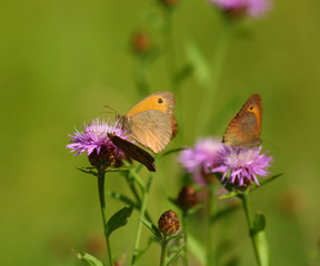 Schmetterlinge