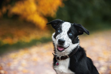 happy puppy border collie