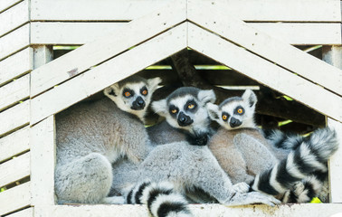 Ring-tailed lemur family (Lemur catta)