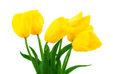 yellow tulips