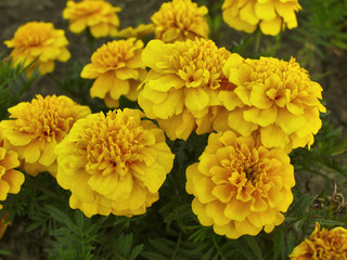 Yellow marigolds in garden