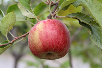 Malus domestica 'Annurca'