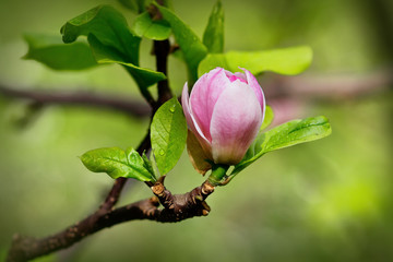 A burgeon of magnolia in springtime