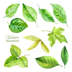 Set of spring leaves watercolor. Vector