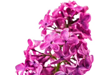 lilac branch
