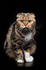 Fototapeta na wymiar Portrait of Scottish Fold cat on a black background