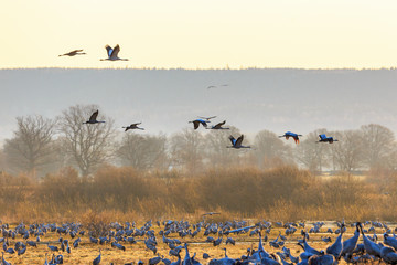 Cranes flying in countryside landscape