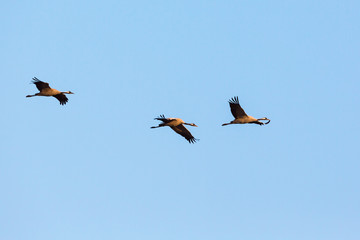 Three cranes flying