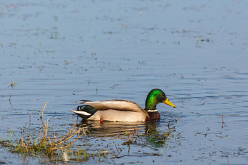 Male Mallard duck