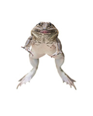 brown frog