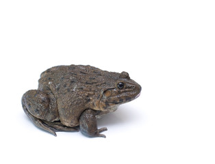brown frog