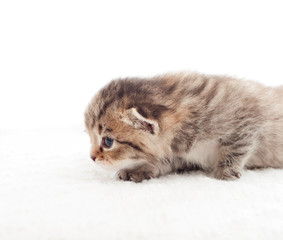 creeping tabby kitten on a white background