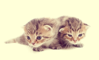 Two cute cute striped kitten