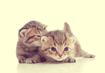 Two cute tabby kitten