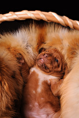 the puppy fur in the basket