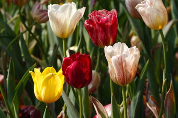 Tulips