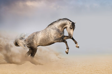 Naklejka na ściany i meble Beautifyl grey horse galloping in desert sand at sunset