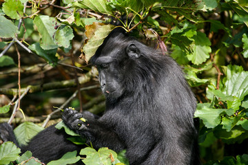 Kuifmakaak eet uit hand.