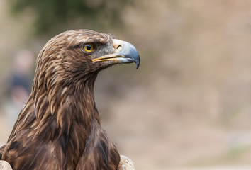 Águila real
