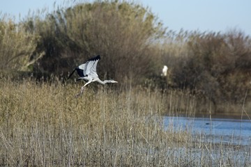 Flying Grey Heron 2