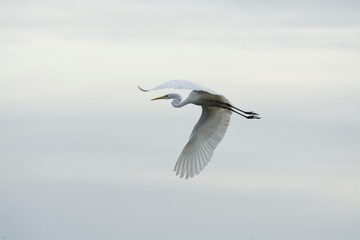 Flying Heron