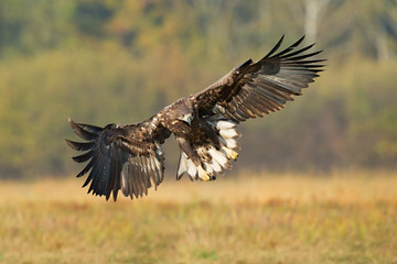 Aquila di mare