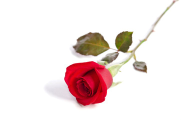 beautiful red rose isolated on white background